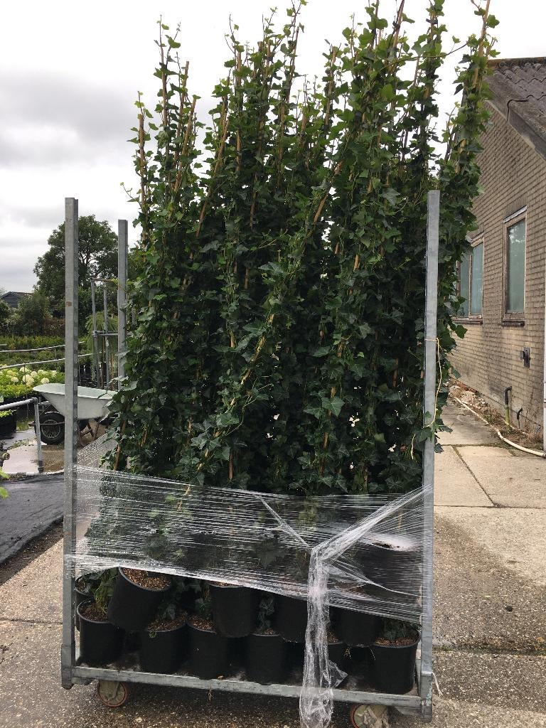 AANBIEDING: HEDERA HIBERNICA 200/+ 4 LITER POT EURO 8,75, Ophalen, Overige soorten, Halfschaduw