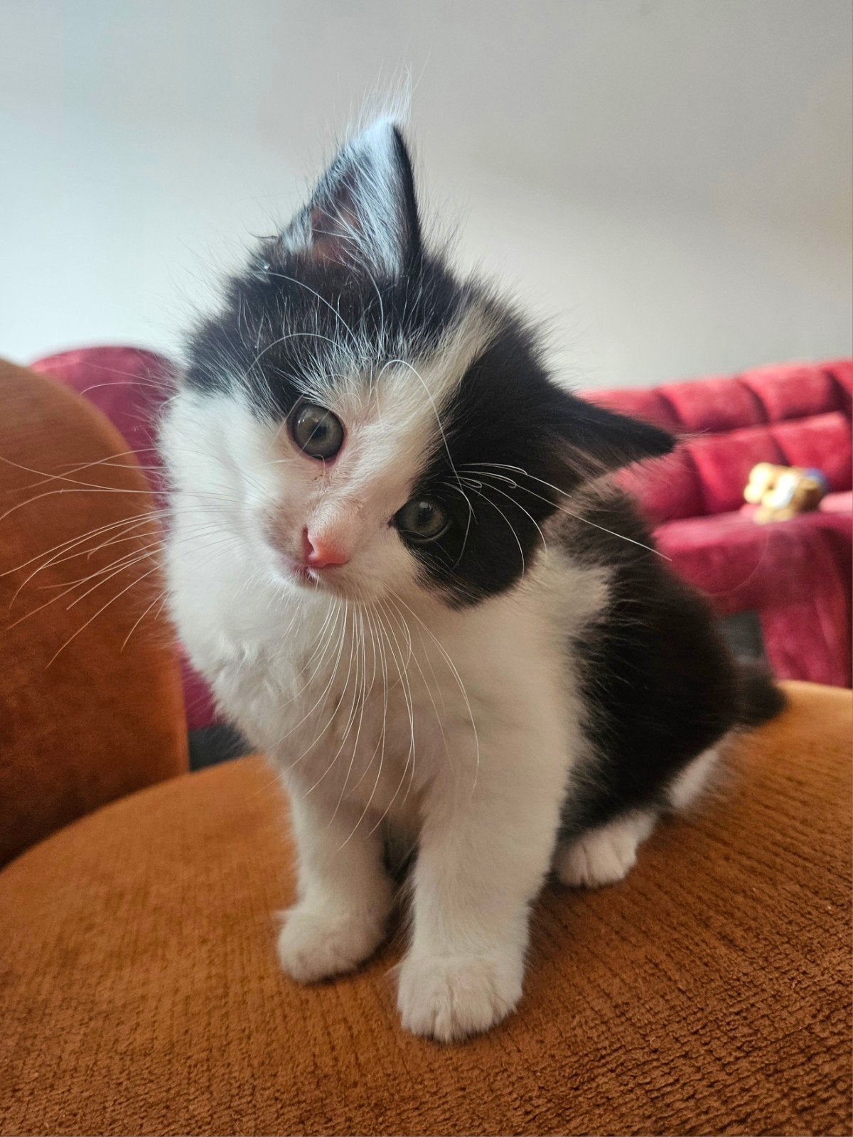 Kittens, Meerdere dieren, Langharig, 0 tot 2 jaar