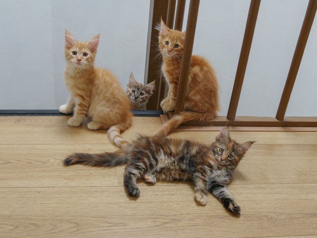 4 Kittens , 100% Maine Coon, Meerdere dieren, Ontwormd, 0 tot 2 jaar