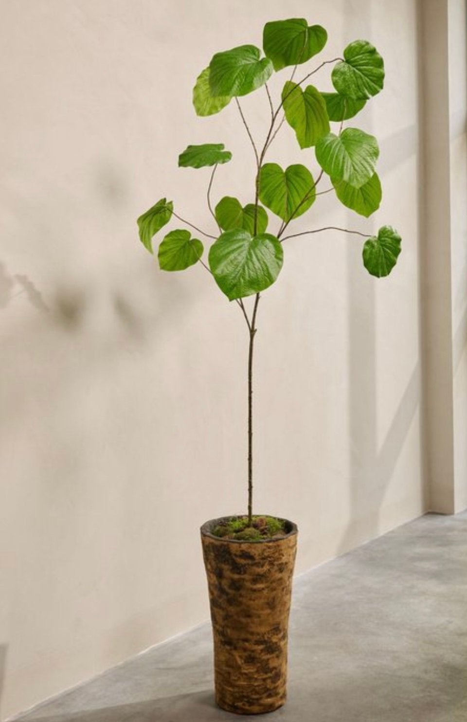 Silk-ka ficus kunstplant 212cm, Ophalen, Binnen, Groen, Kunstplant
