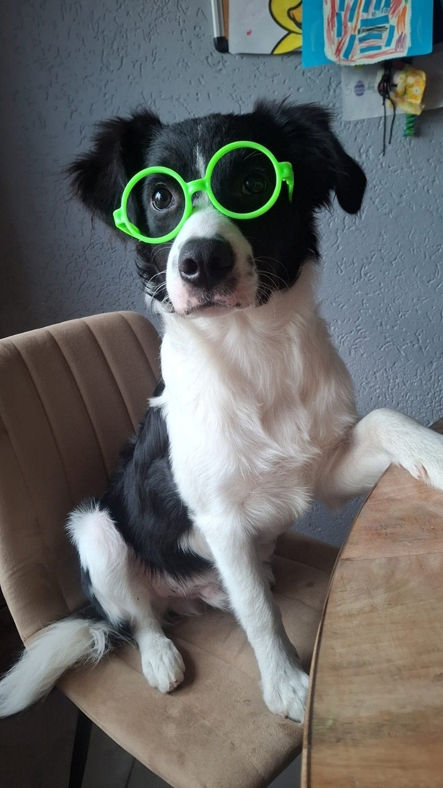 Australian Shepherd x Border-stabij pup, Dieren en Toebehoren, 15 weken tot 1 jaar, Reu, Groot, Eén hond