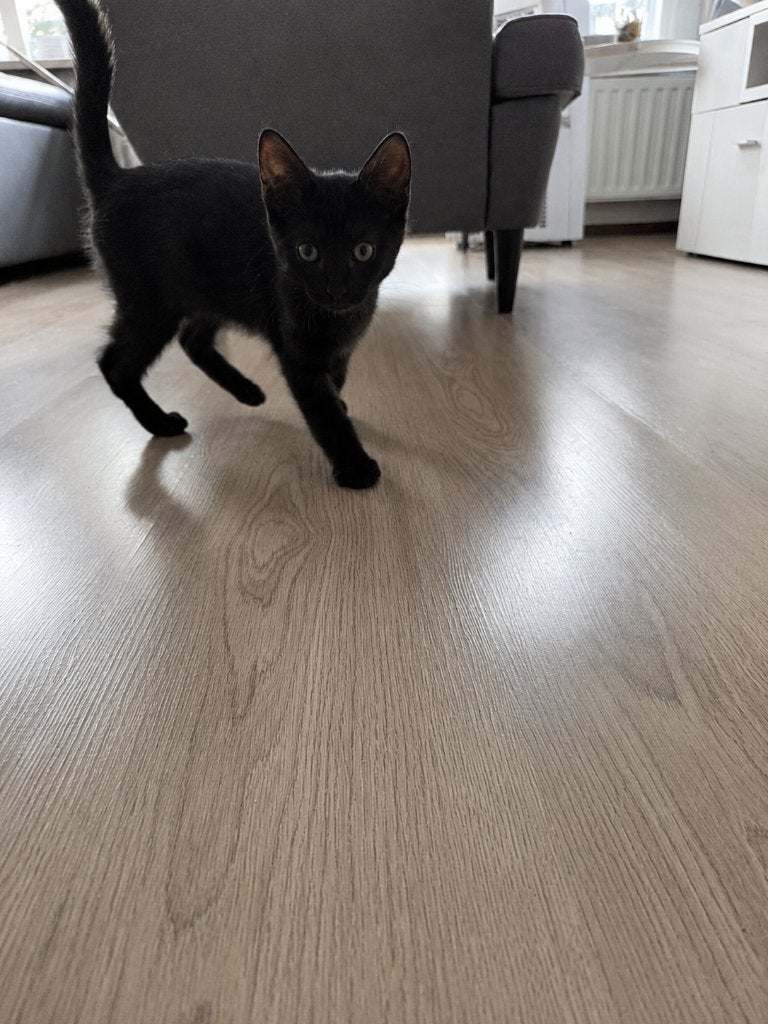 Katter, Kater, 0 tot 2 jaar