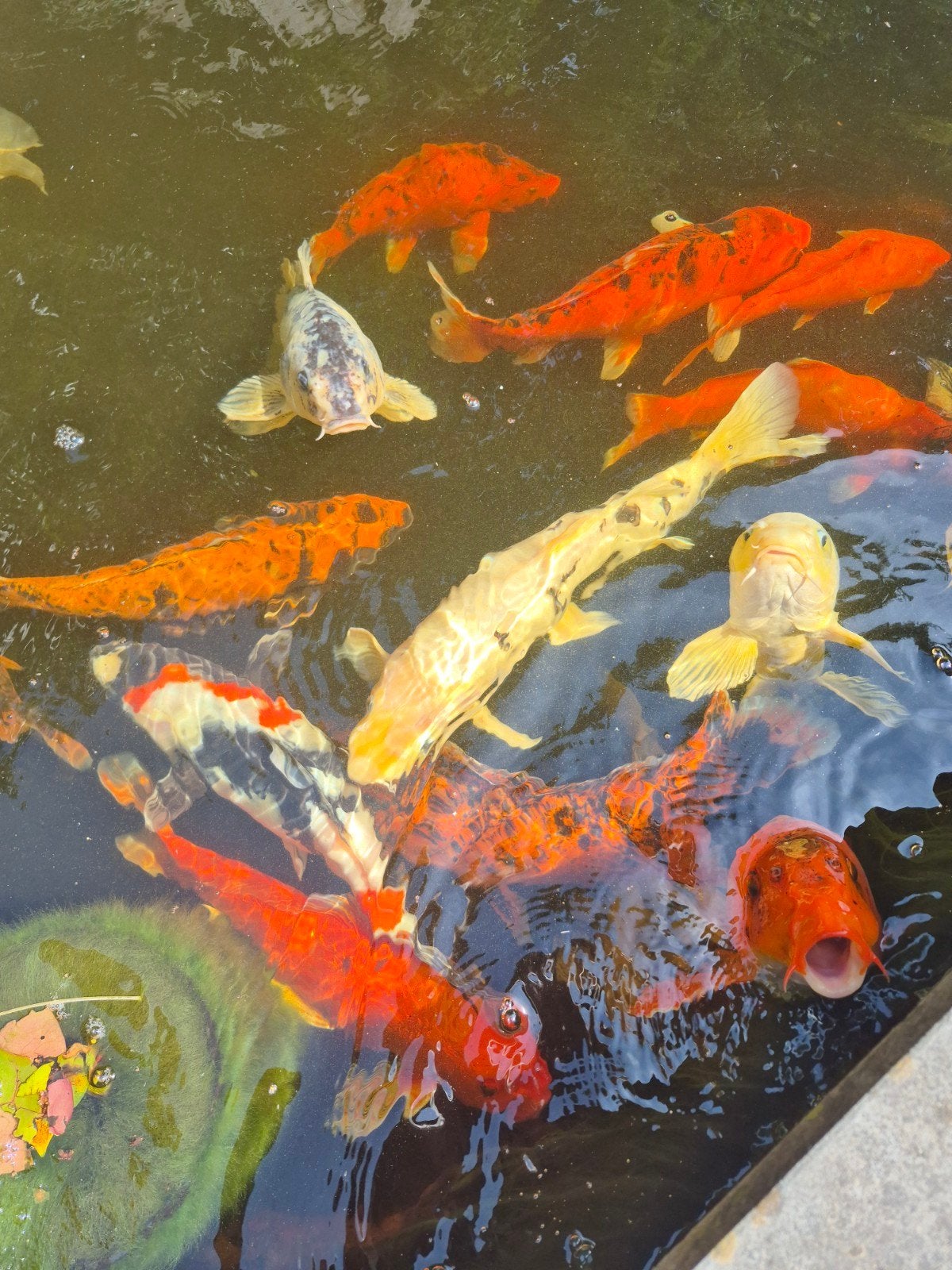 Te koop c.a 20 koi karpers, Dieren en Toebehoren, Vissen | Vijvervissen, Karper of Koi