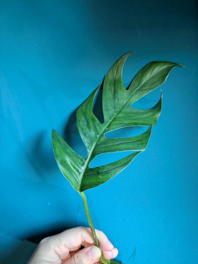 Epipremnum Pinnatum Baltic Blue stek, Ophalen of Verzenden, Volle zon, Minder dan 100 cm