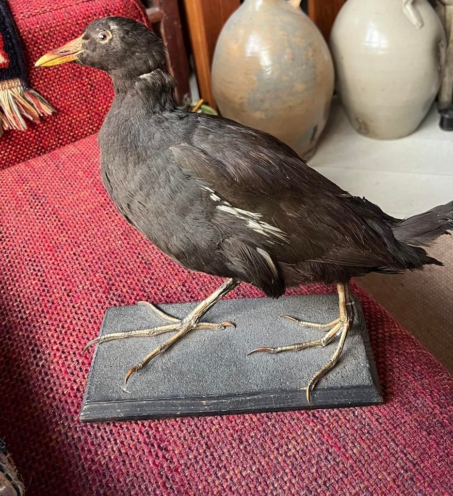 Oude Opgezette Waterhoen op houten plank ‘ 42, Verzamelen, Ophalen of Verzenden, Gebruikt, Vogel, Opgezet dier