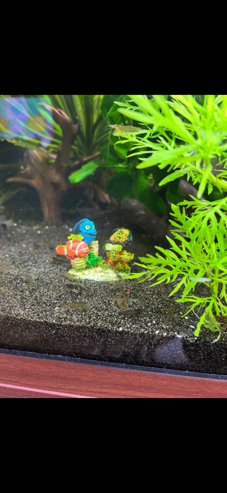 Gratis garnalen wildkleur, Kreeft, Krab of Garnaal