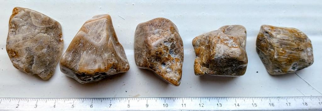Versteend fossiel koraal uit Indonesië, Verzenden, Mineraal