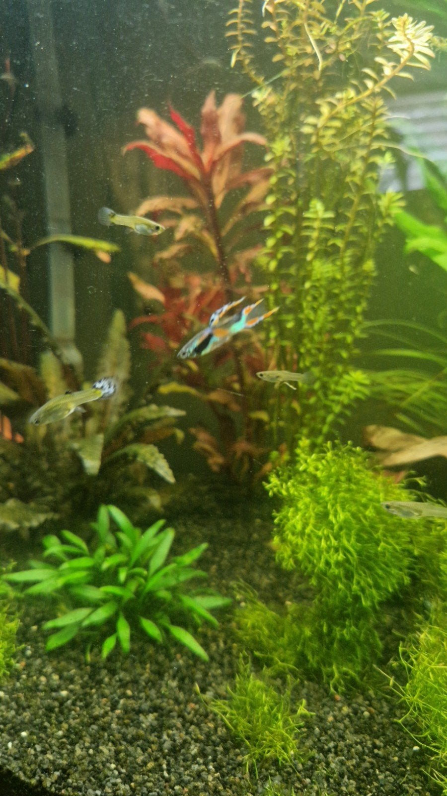 Endler guppies, Vis, Zoetwatervis