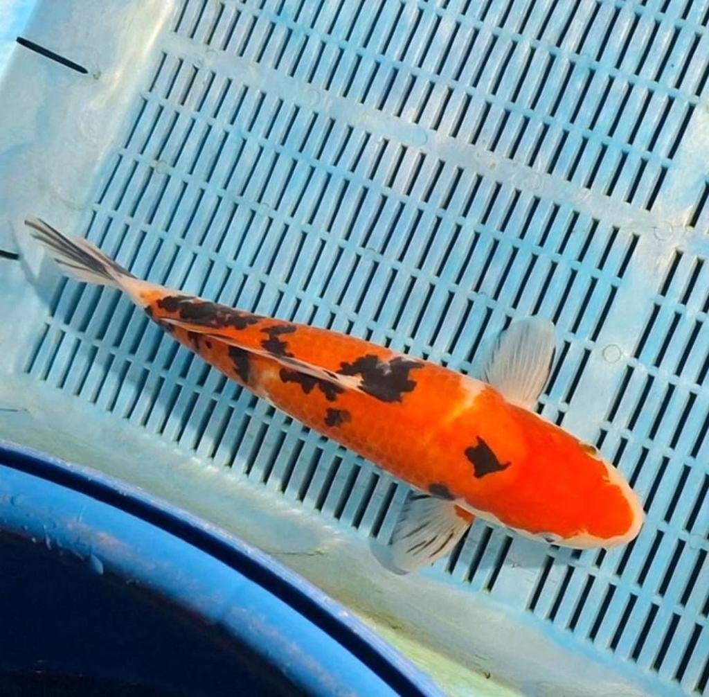 mooie koi sanke van nogashi, Karper of Koi