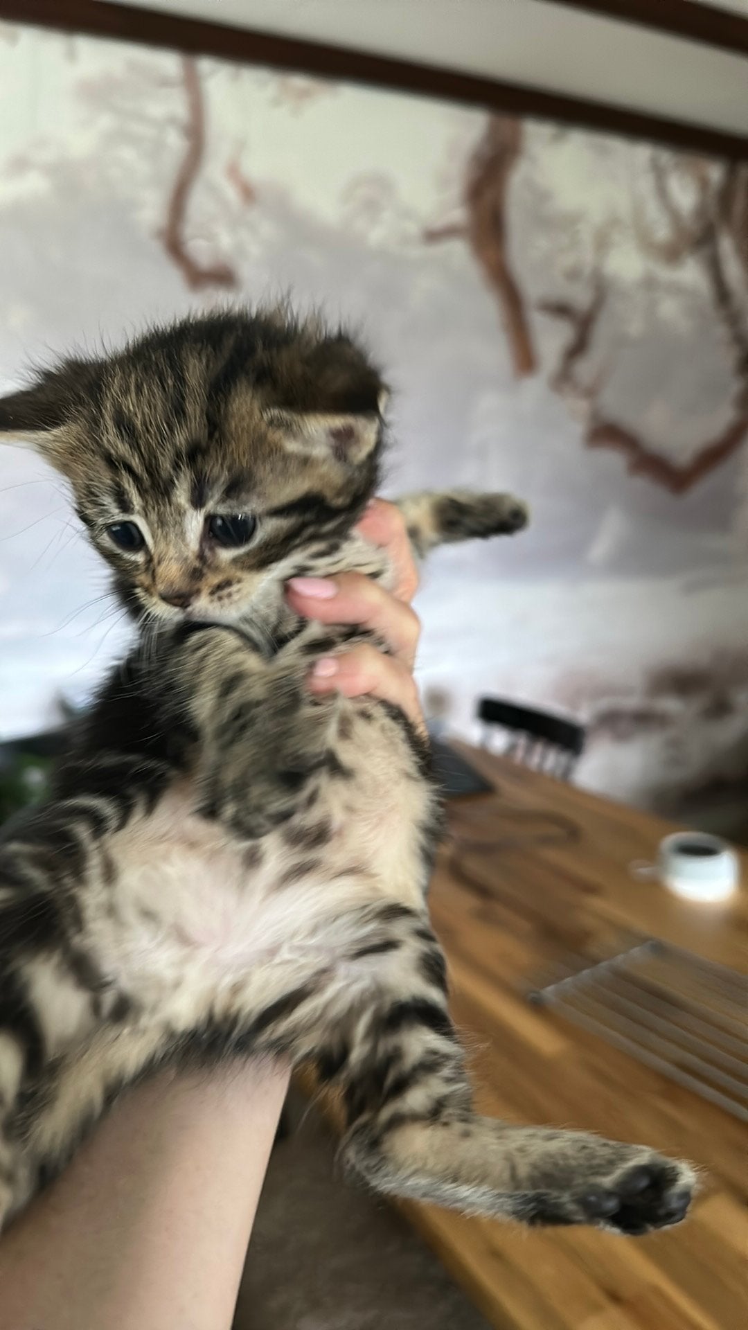 1/2 main voon Kittens te koop, nog 2!!, Dieren en Toebehoren, Katten en Kittens | Raskatten | Korthaar, Meerdere dieren