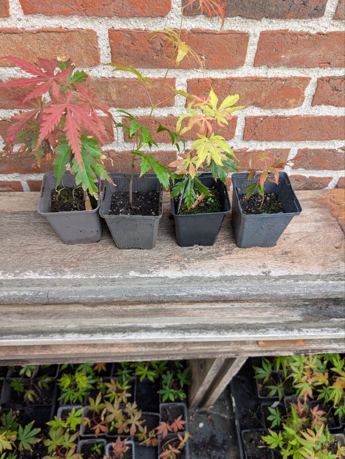 Handpicked Japanse Esdoorn Zaailingen – Uniek & Exclusief, Tuin en Terras, Ophalen of Verzenden, Bloeit niet, Halfschaduw, Overige soorten