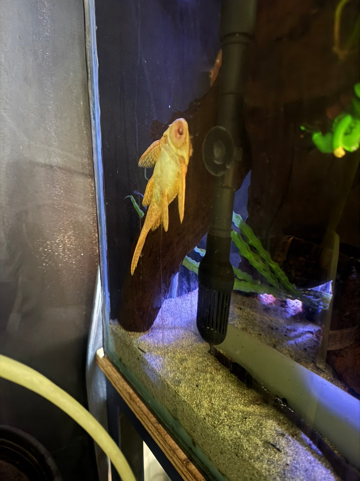 Gezocht, acistrussen of andere leuke L-nummers, Dieren en Toebehoren, Vis