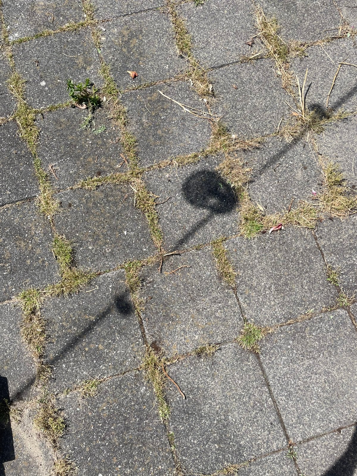 Gratis af te halen: 30x30 tegels, Ophalen of Verzenden, Zo goed als nieuw, Beton, Terrastegels