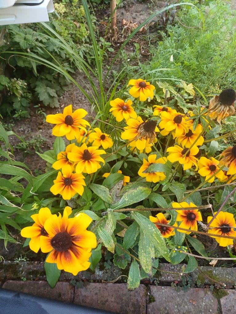Rudbeckia Hirta Capucinno, Ophalen of Verzenden, Voorjaar, Volle zon, Zaad