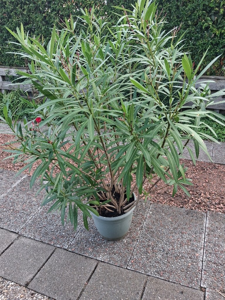 kamerplant oleanders 3 grote planten  1 m 40 cm rood wit, Ophalen, 100 tot 150 cm, Overige soorten, In pot