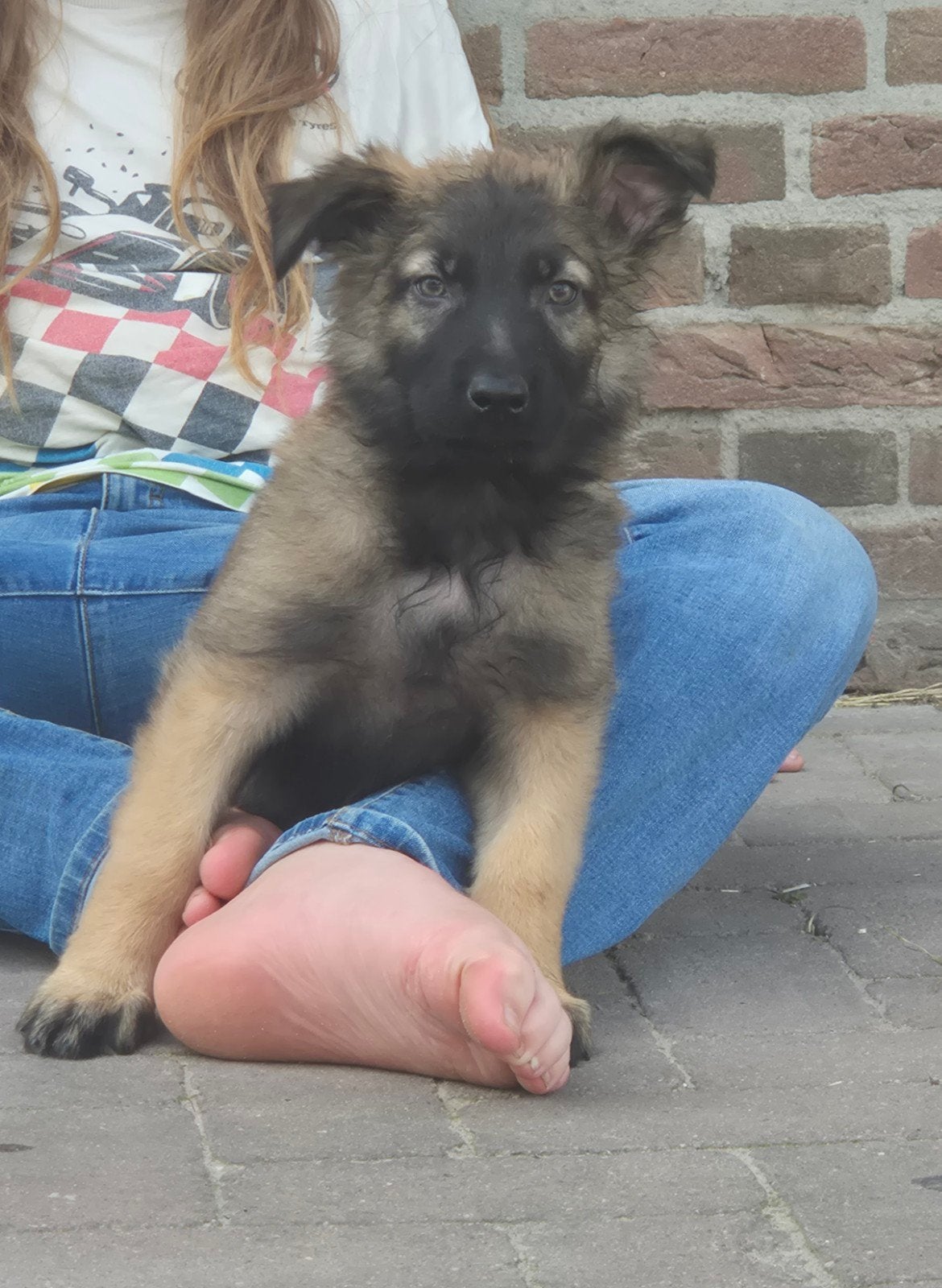 Mechelse herder X Duitse herder pups, Dieren en Toebehoren, Parvo, 8 tot 15 weken, Meerdere, Meerdere dieren