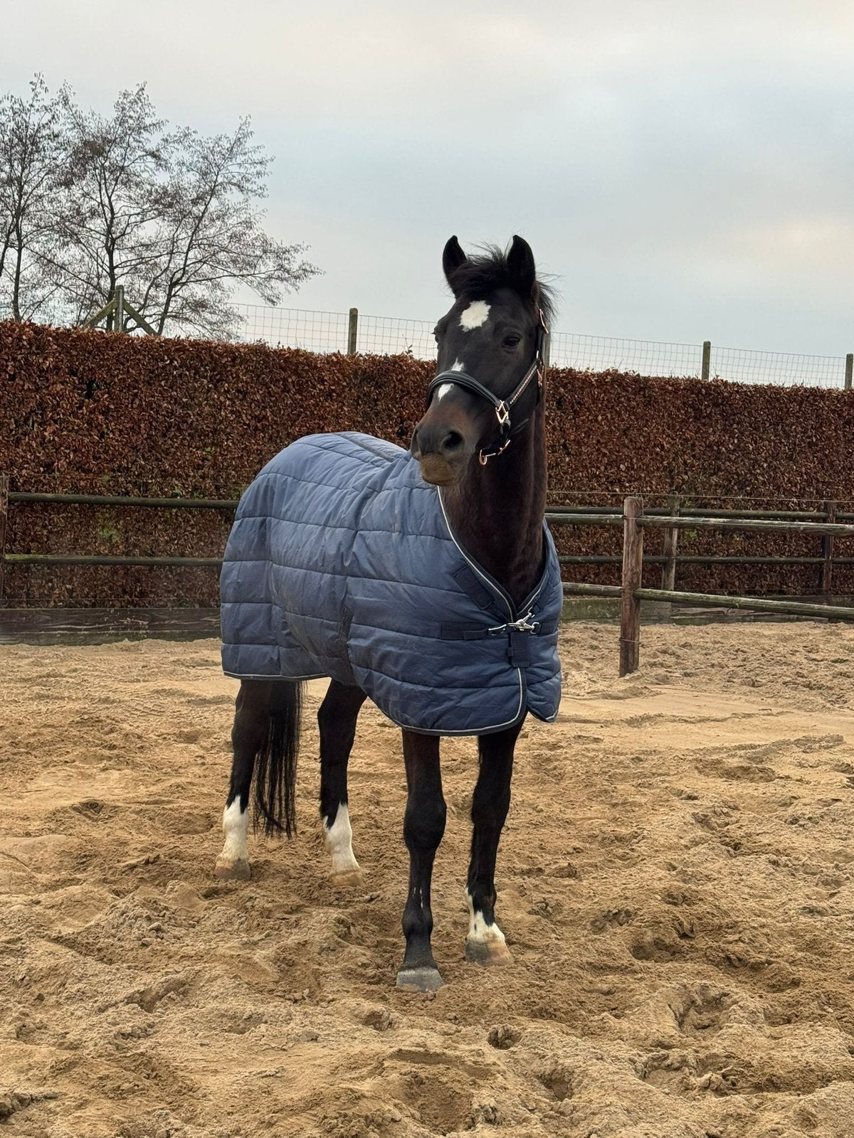 Super lief recreatie paard donkerbruine ruin, Dieren en Toebehoren, Met stamboom, Ruin, 11 jaar of ouder, Recreatiepaard