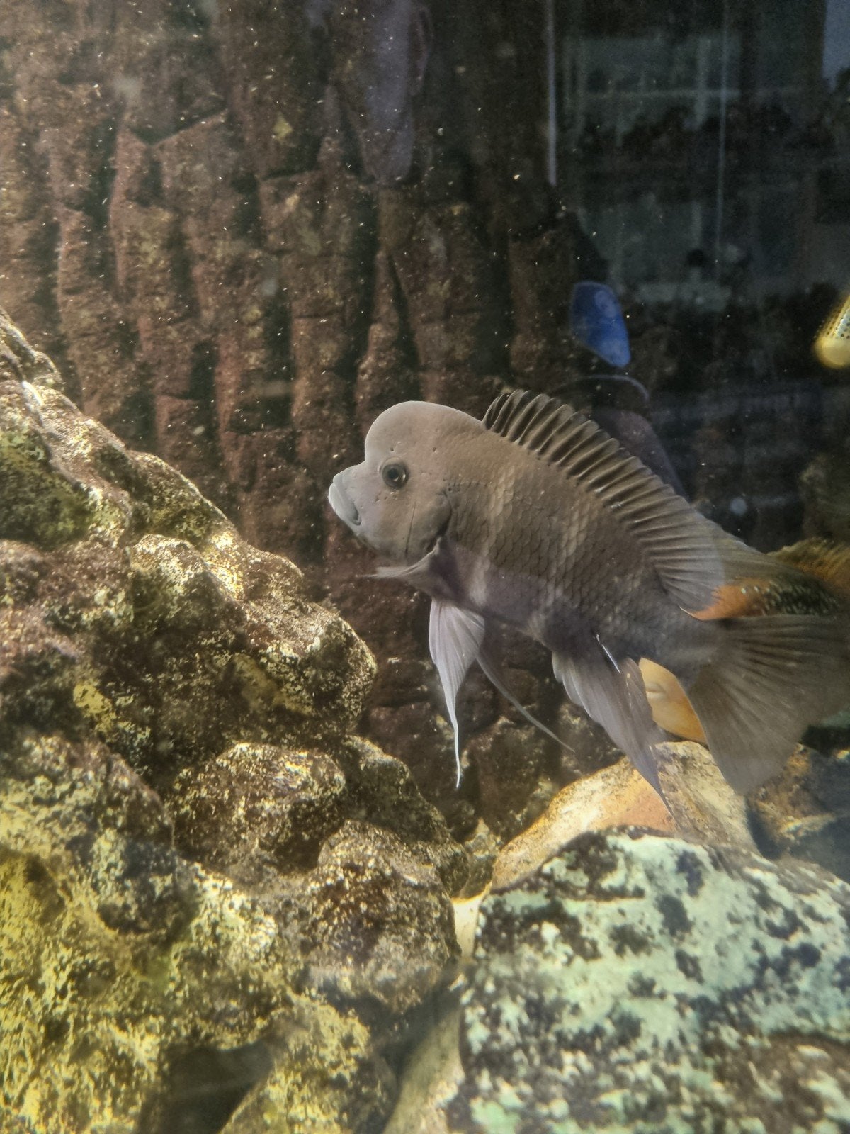 Frontosa s te koop.., Dieren en Toebehoren, Vis, Zoetwatervis