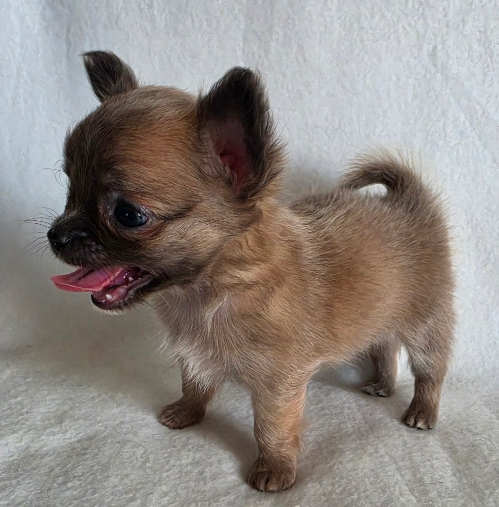 Chihuahua pup (klein reutje), België, Particulier, 8 tot 15 weken, Parvo