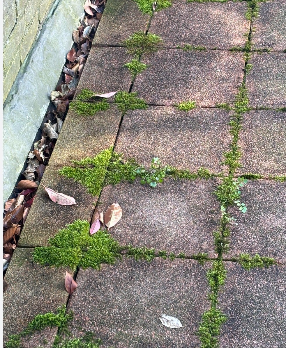Onkruid en mos verwijderen van bestrating... tuinonderhoud.., Ophalen of Verzenden, Nieuw