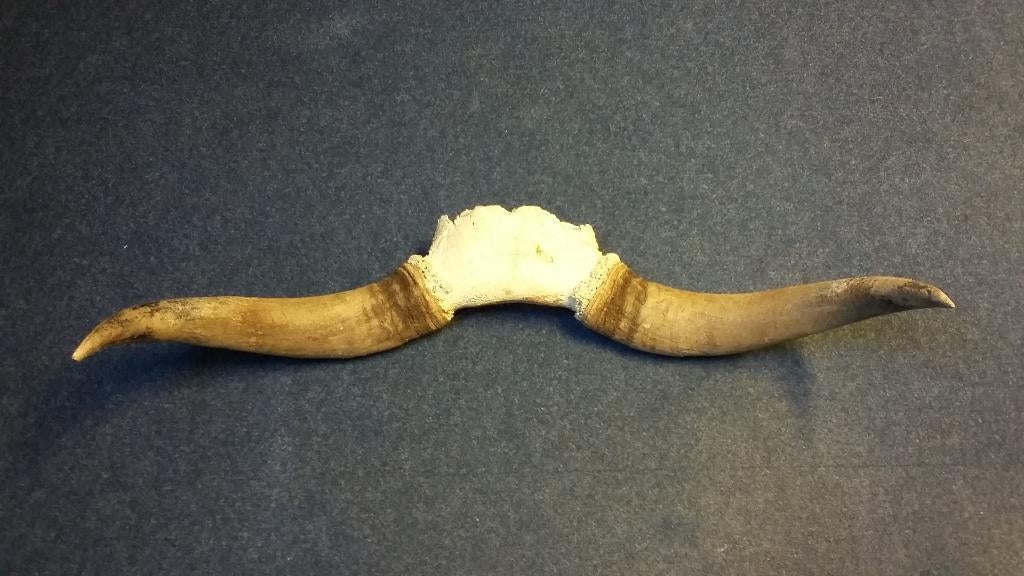 stier hoorn gewei geweien, Ophalen of Verzenden, Gebruikt, Overige soorten, Schedel