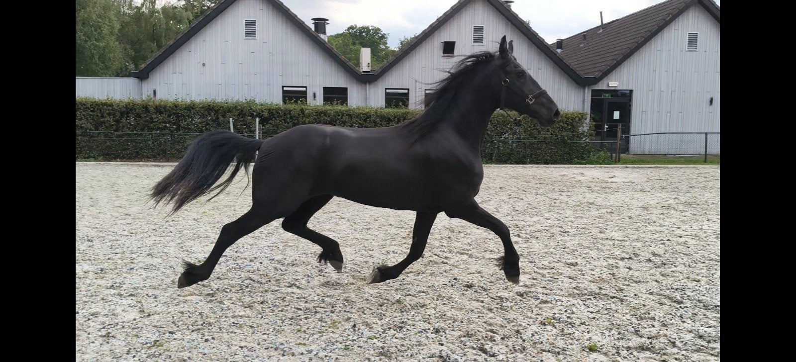 Super bewegende 2,5 jarige merrie, Merrie, Dressuurpaard, 3 tot 6 jaar
