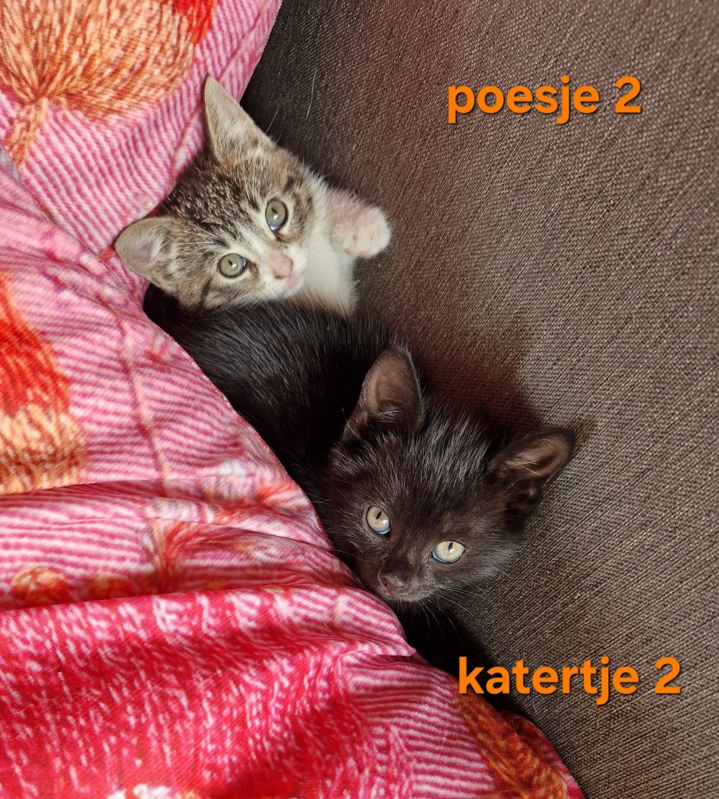 Hele mooie kittens cypers  en zwart. Poesjes en katertjes, Meerdere dieren, Kortharig, 0 tot 2 jaar