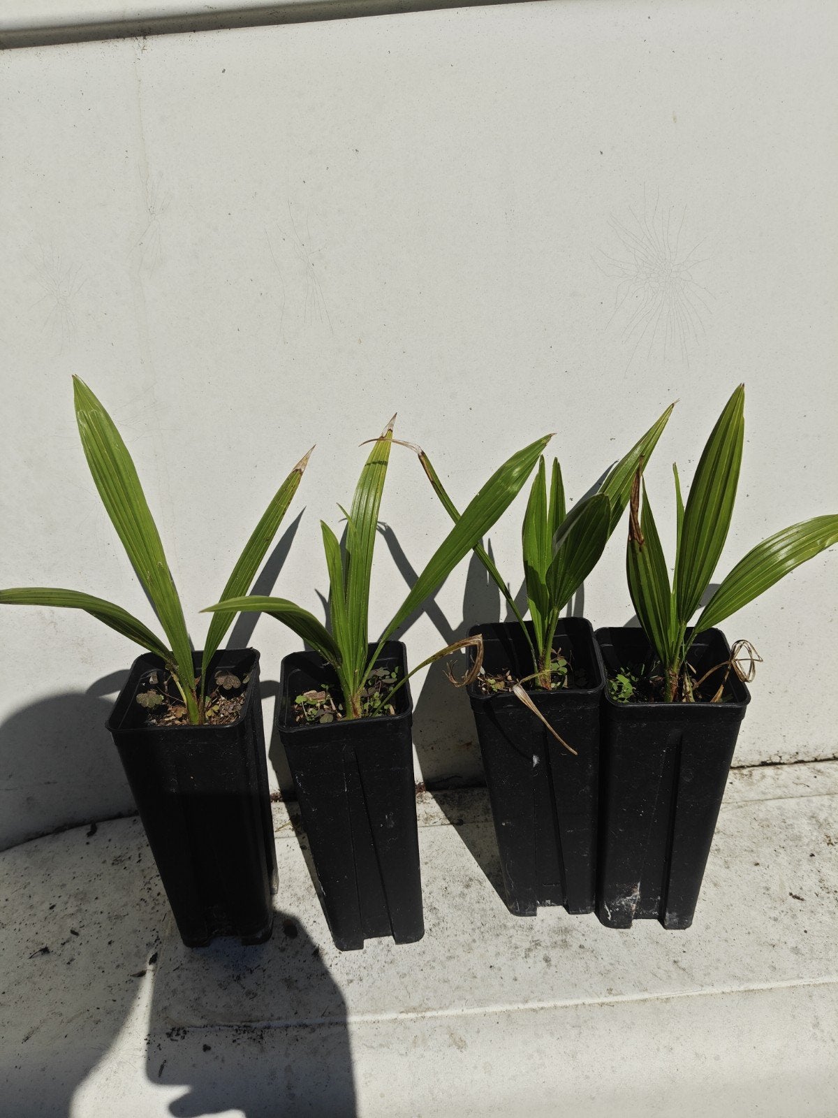 trachycarpus nova x princeps, Tuin en Terras, Ophalen of Verzenden, 100 tot 250 cm, Zomer, Palmboom