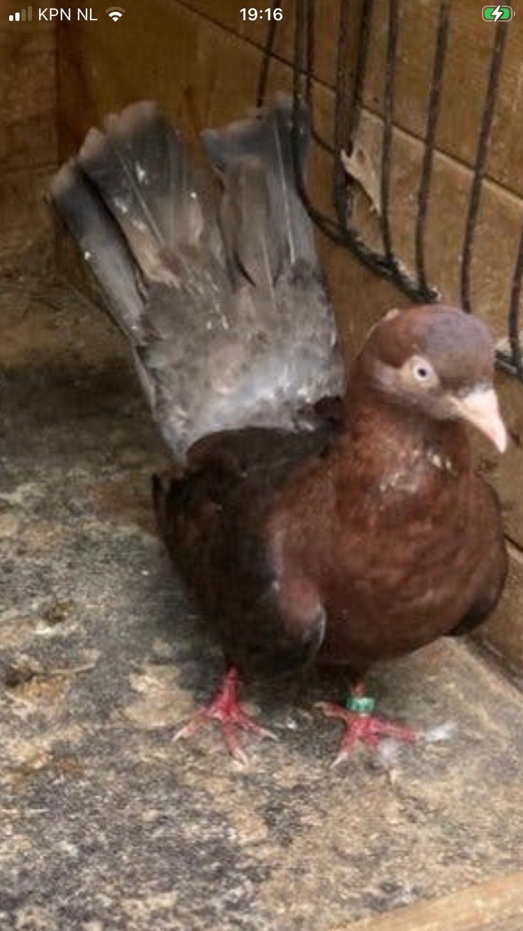 4 oosterse rollers voor 20 euro, Dieren en Toebehoren, Mannelijk, Overige soorten