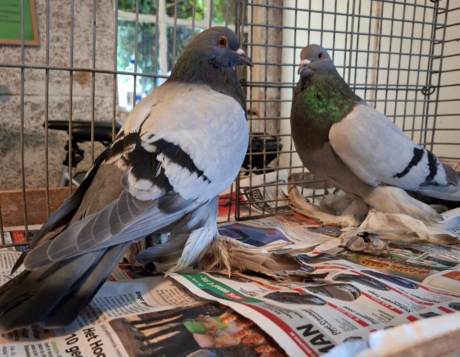 Hollandse kroppers, Dieren en Toebehoren, Meerdere dieren, Overige soorten