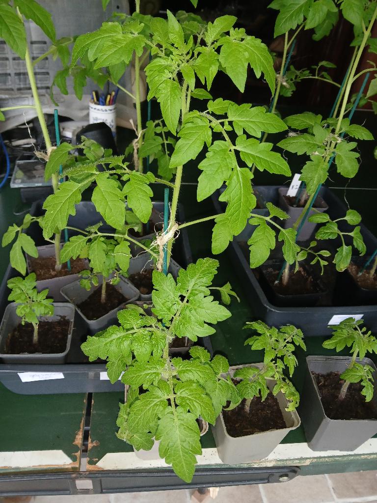 Tomaten planten, biologisch, Osu Blue, Oertomaat e.a, Tuin en Terras, Planten | Tuinplanten, Ophalen, Eenjarig, Groenteplanten