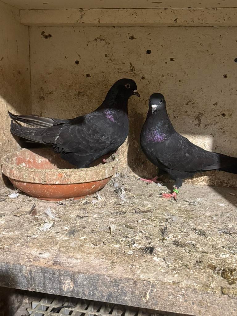 Hoogvliegers, Dieren en Toebehoren, Vogels | Duiven