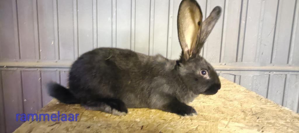 Te koop mooie jonge Duitse reuzen, Dieren en Toebehoren, Konijnen, Meerdere dieren, Groot