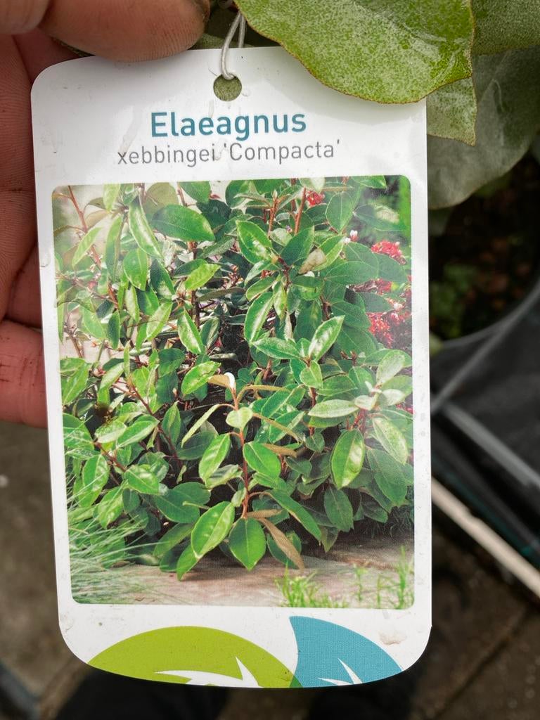 Elaeagnus xebbingei 'Compacta' - Olijfwilg, Volle zon, Vaste plant, Herfst, Ophalen