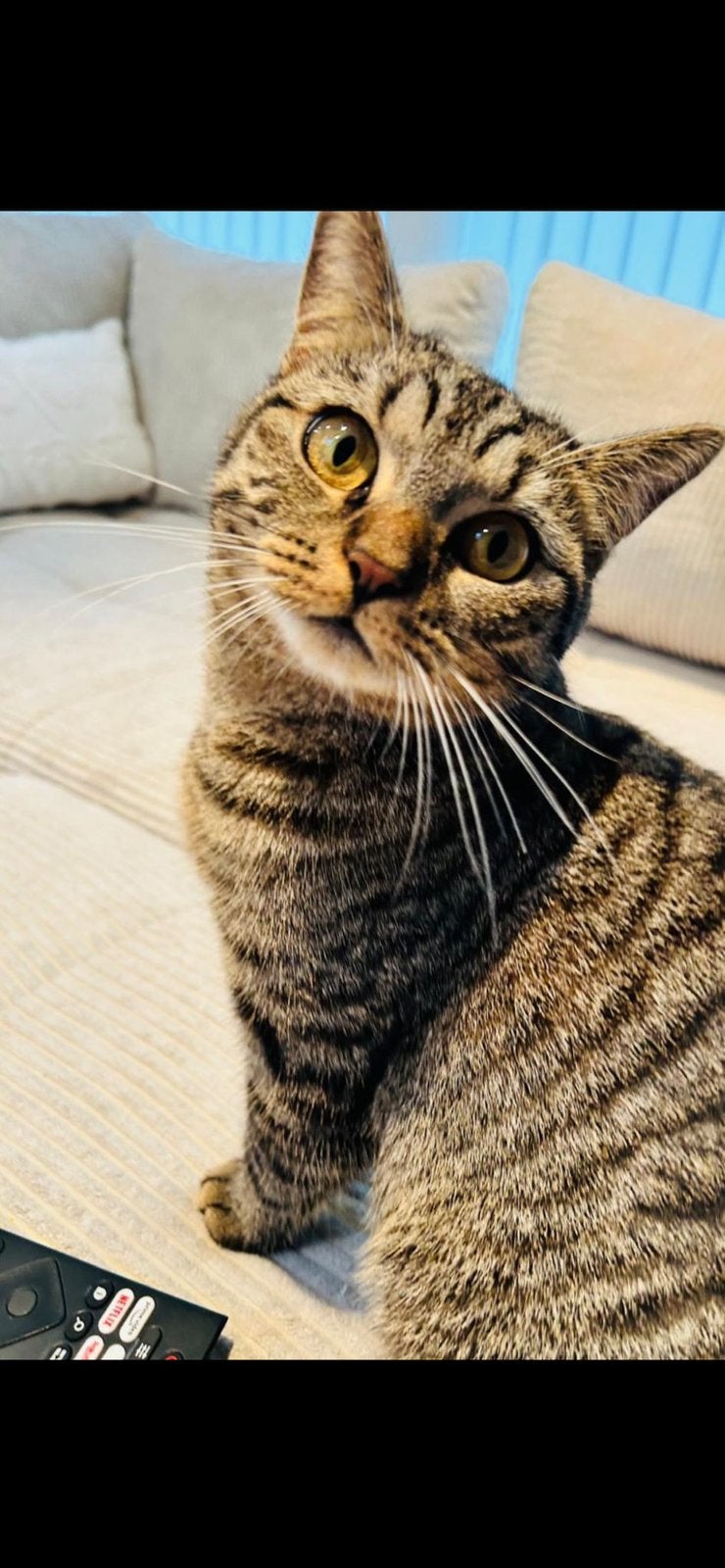 Brits/Bengaalse Poes Te Koop, Dieren en Toebehoren, Katten en Kittens | Raskatten | Korthaar, Poes, Ontwormd
