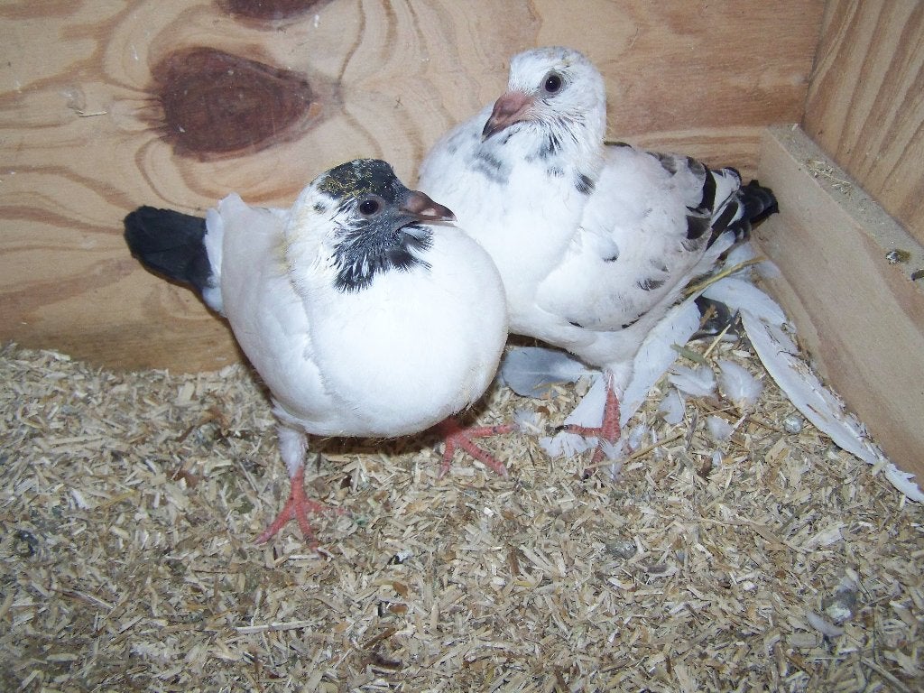 jonge duiven, Meerdere dieren, Overige soorten
