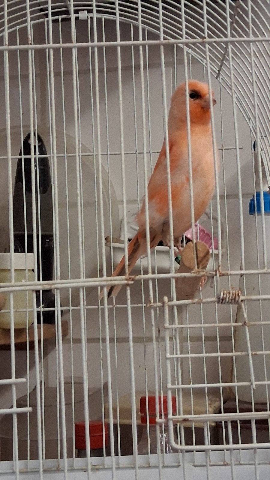 Vogels, Dieren en Toebehoren, Mannelijk, Zangkanarie