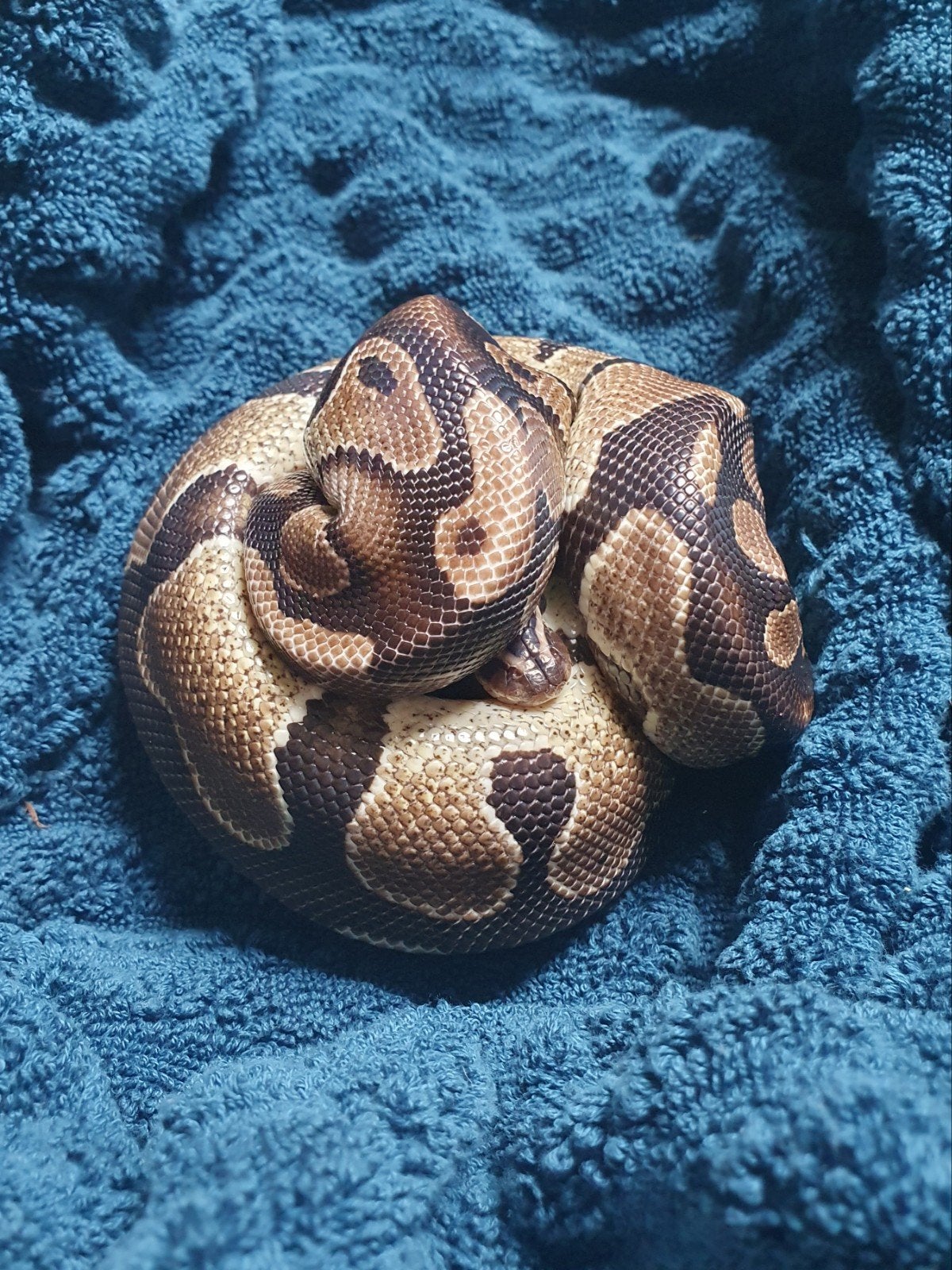 Prachtige handtamme koningspython! Ball Python photo 4