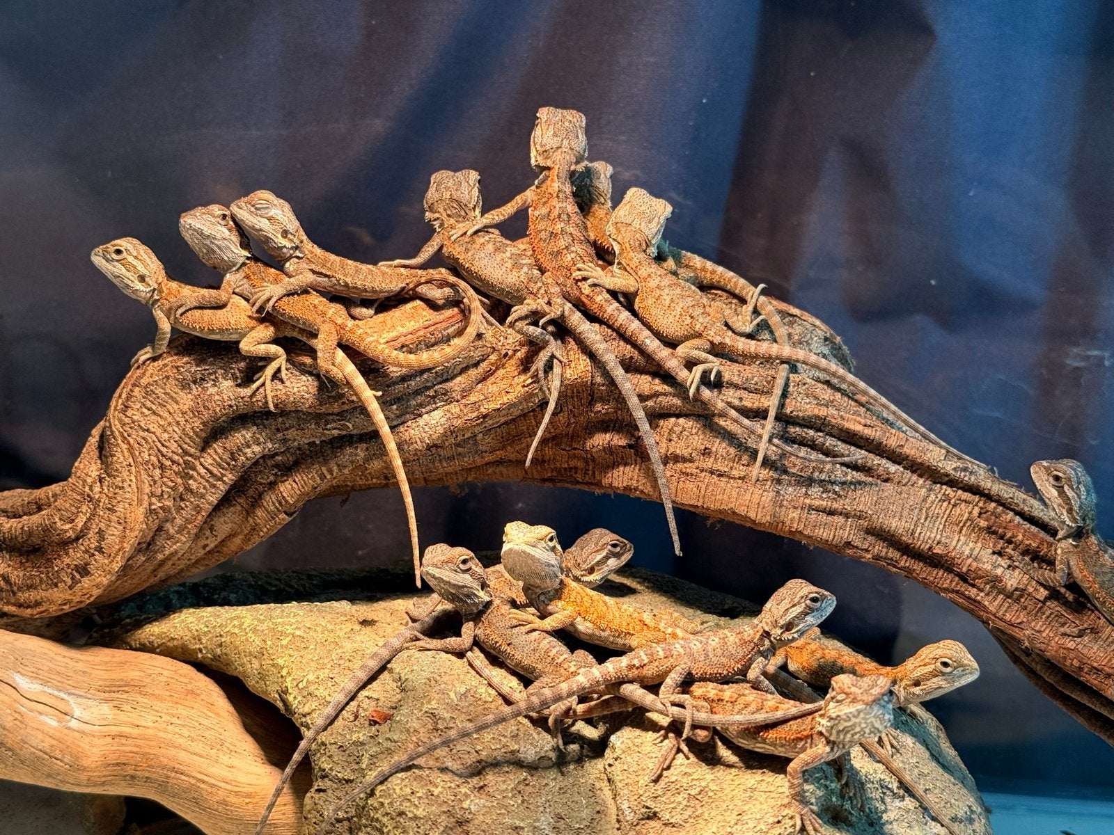 Baby baardagaam Bearded Dragon - unknown for sale from Nancy