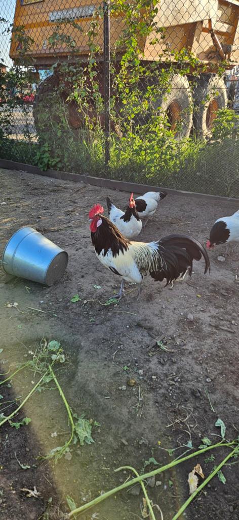 Lakenvelder haan, Dieren en Toebehoren, Mannelijk, Kip