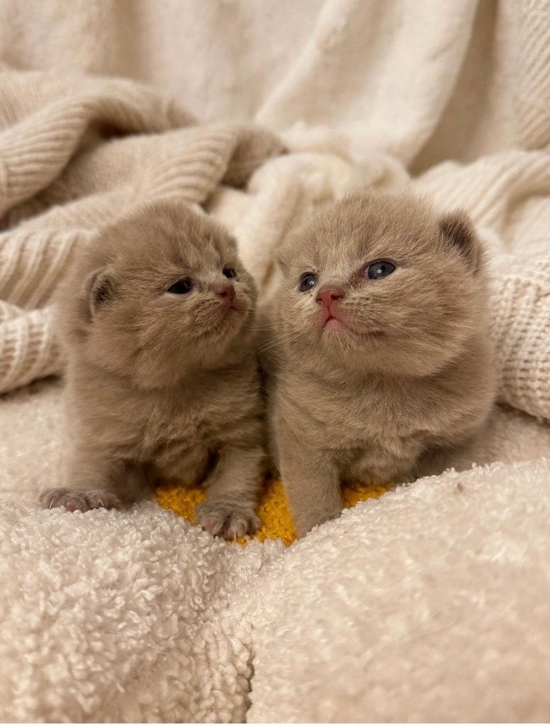 BKH Kittens, Kater, Met stamboom, 0 tot 2 jaar