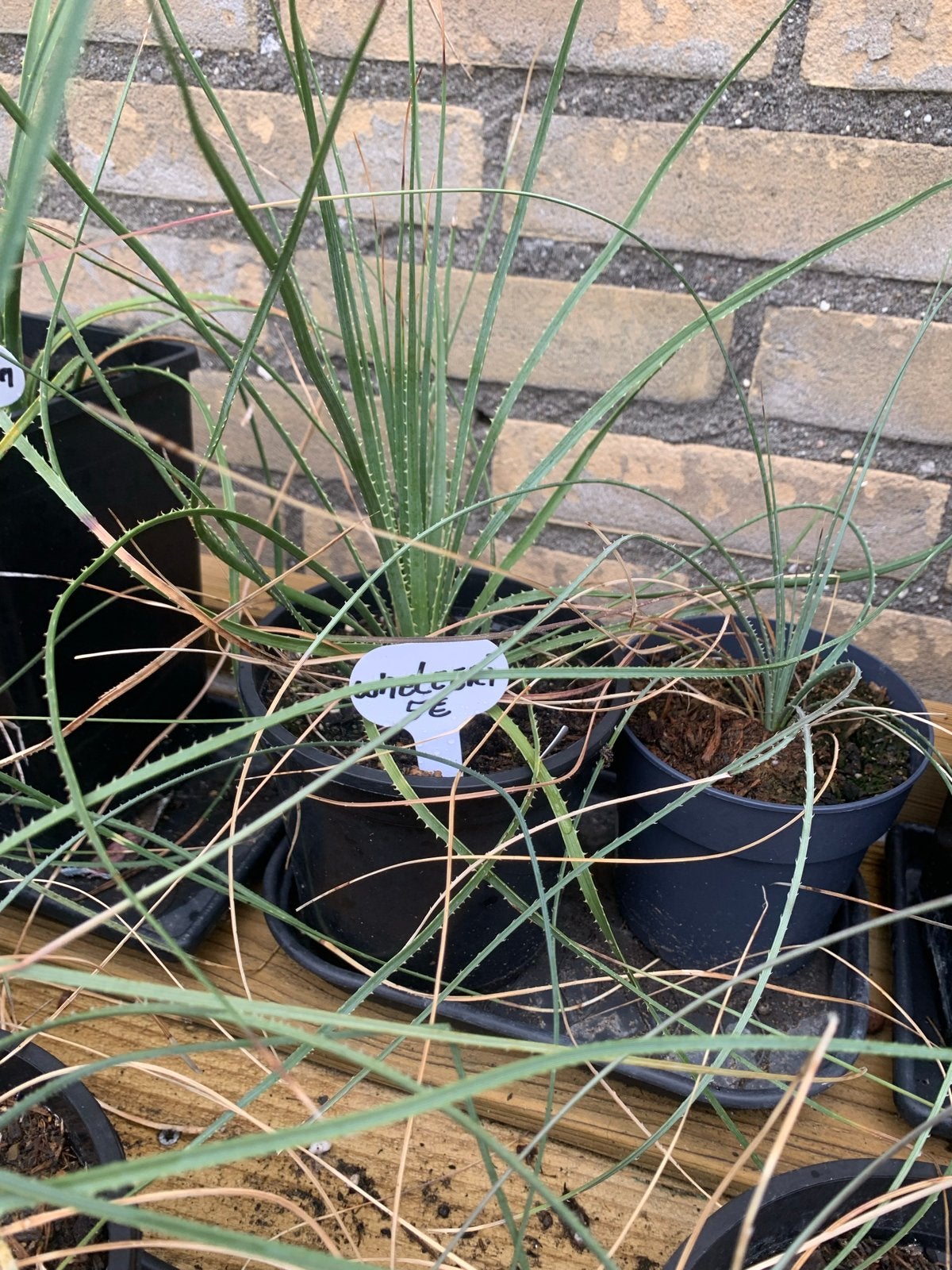 Dasylirion soorten te koop:, Tuin en Terras, Planten | Tuinplanten, Volle zon, Vaste plant, Bloeit niet, Ophalen