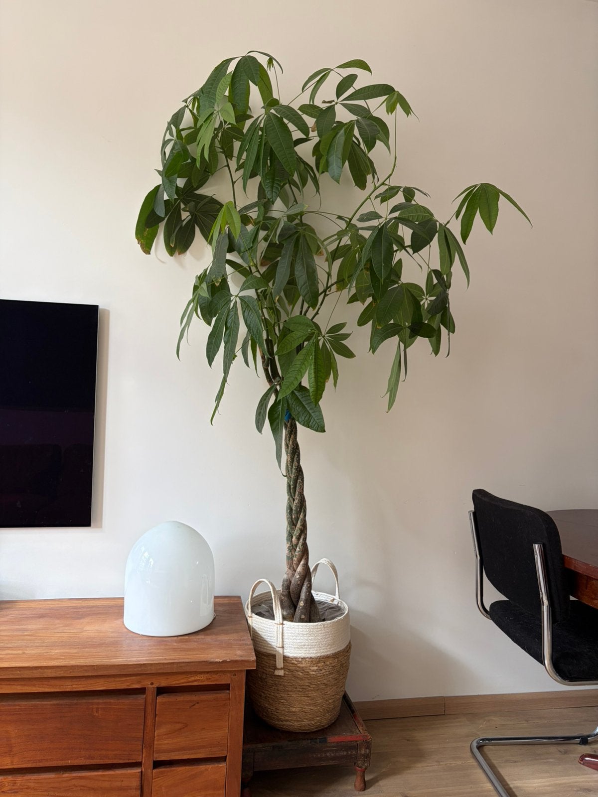 Plant incl mand, Ophalen, Halfschaduw, Minder dan 100 cm
