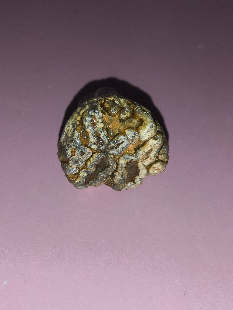 Stegadon kiesje, Ophalen of Verzenden, Fossiel