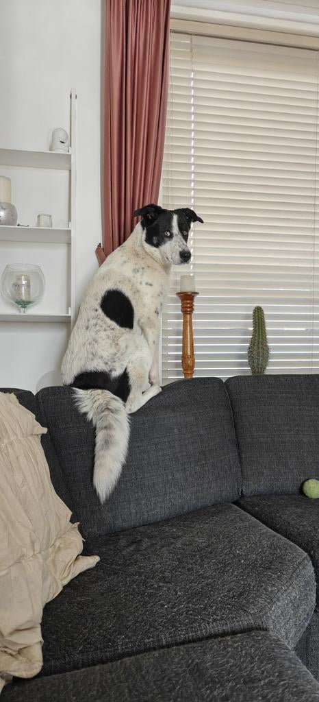 Spoed !!! Anna zoekt een gouden mandje, Dieren en Toebehoren, Honden | Niet-rashonden, Middel, Teef, Particulier, Eén hond, Buitenland