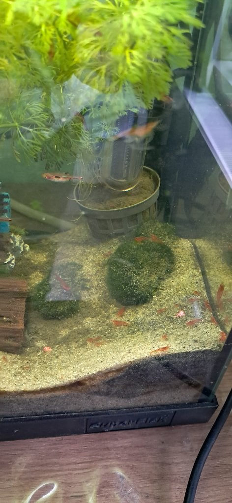 Garnalen ,7 voor 10 euro, Dieren en Toebehoren, Vissen | Aquariumvissen, Kreeft, Krab of Garnaal, Zoetwatervis