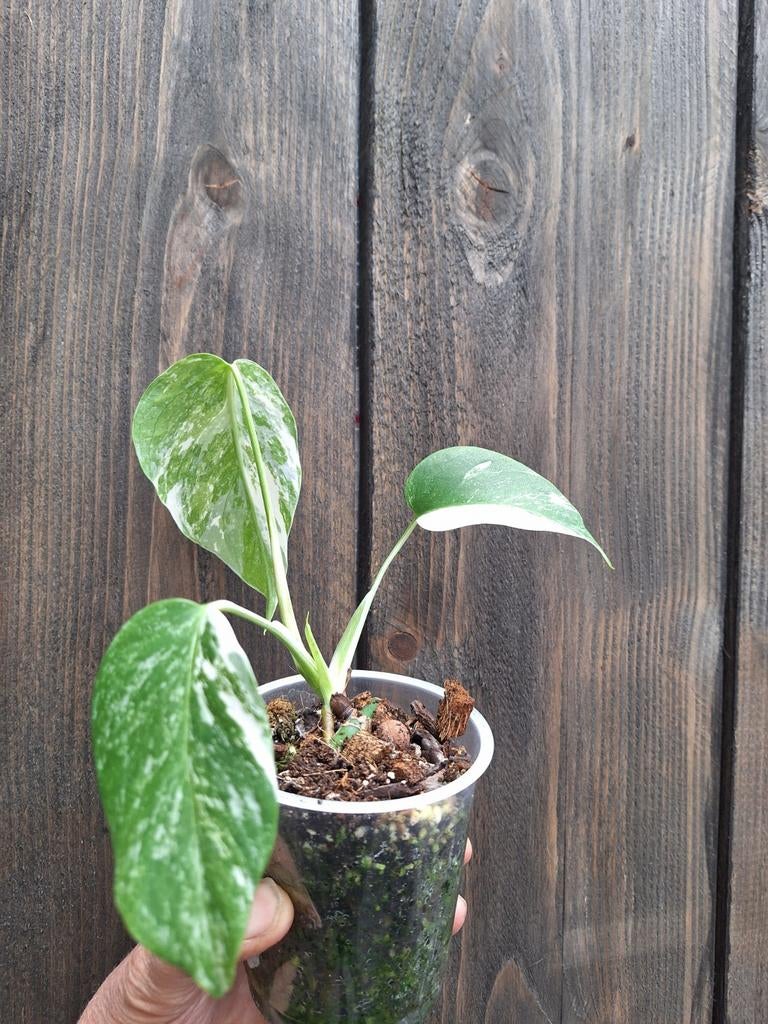 Monstera variegata plantje, Ophalen of Verzenden, Halfschaduw, Minder dan 100 cm