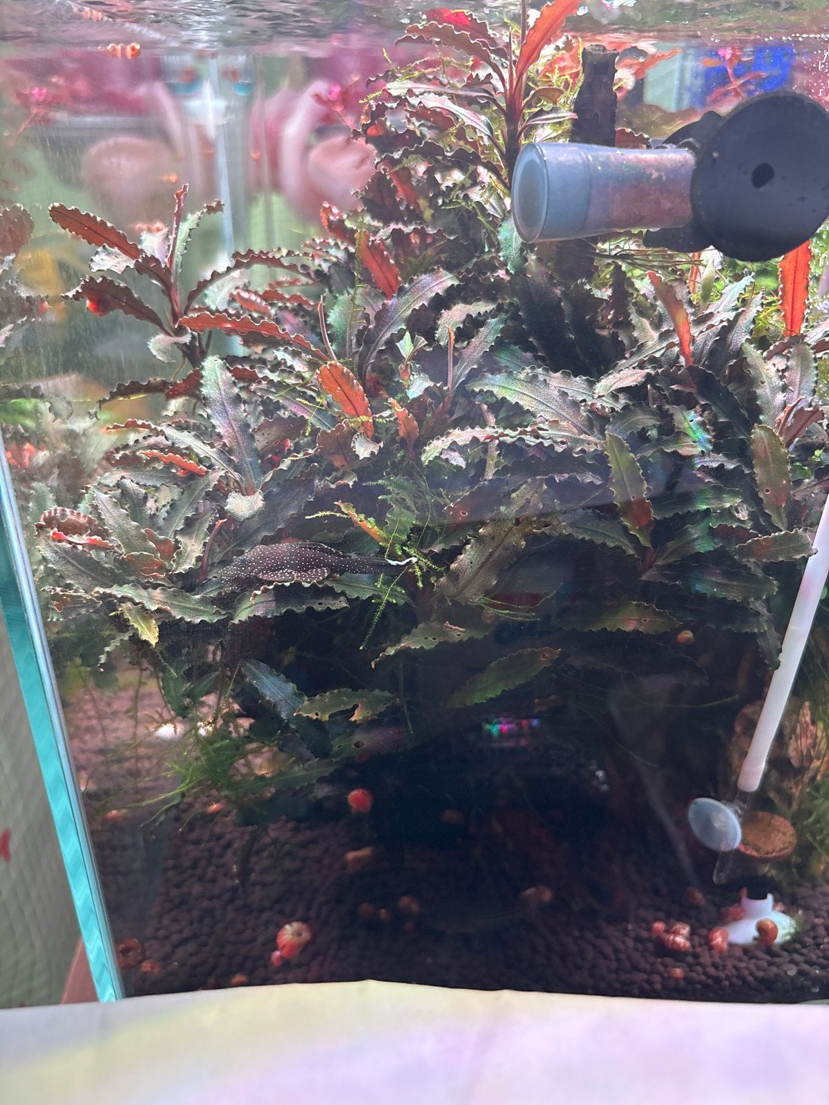 Aquaria plantrn oa Bucephalandra lotus ed +aquarium, Dieren en Toebehoren, Ophalen, Plant(en), Steen of Hout