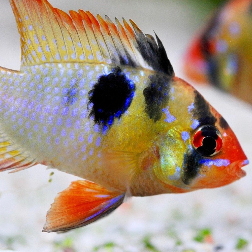 Apistogramma ramirezi, Vis, Zoetwatervis