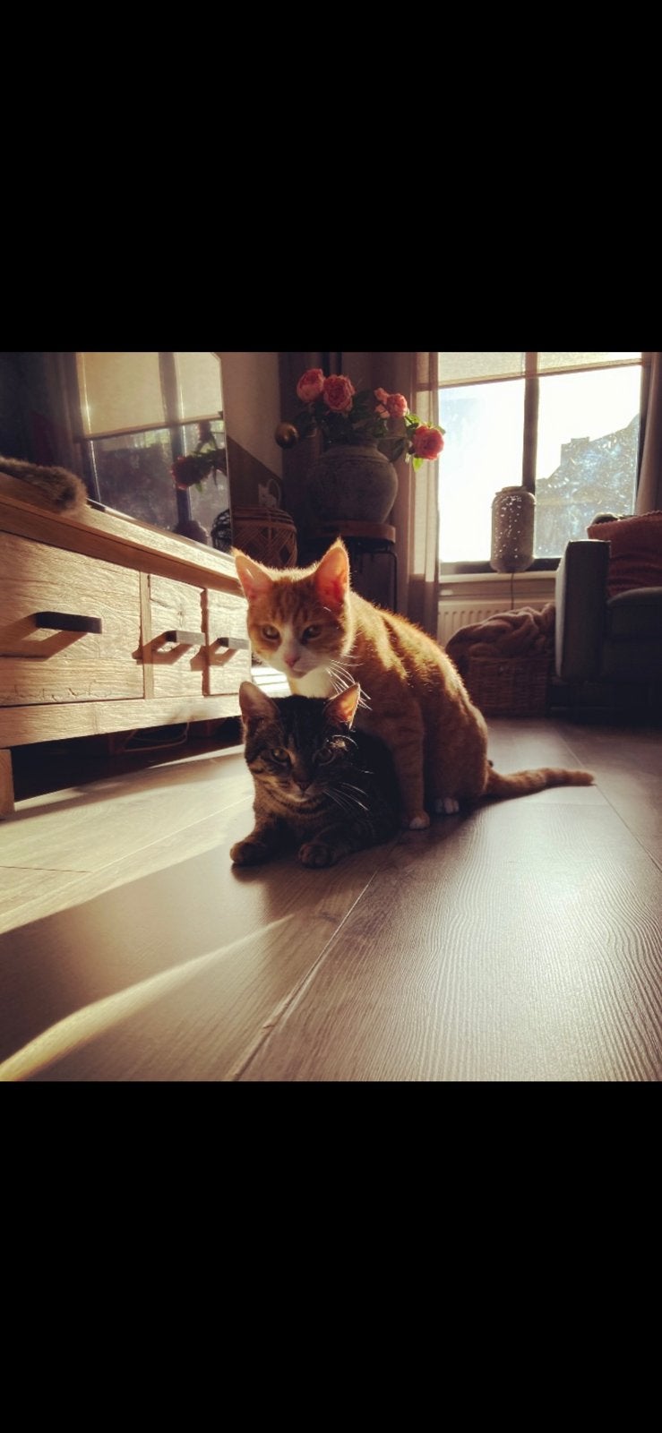 Katten, Dieren en Toebehoren, Katten en Kittens | Overige Katten, Poes